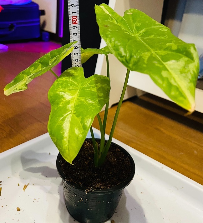 alocasia wentii variegated アロカシア 斑入り（希少 アロカシア  