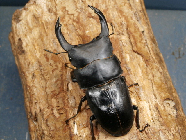 オオクワガタ（能勢）89ミリ♂♀ペア No.6166