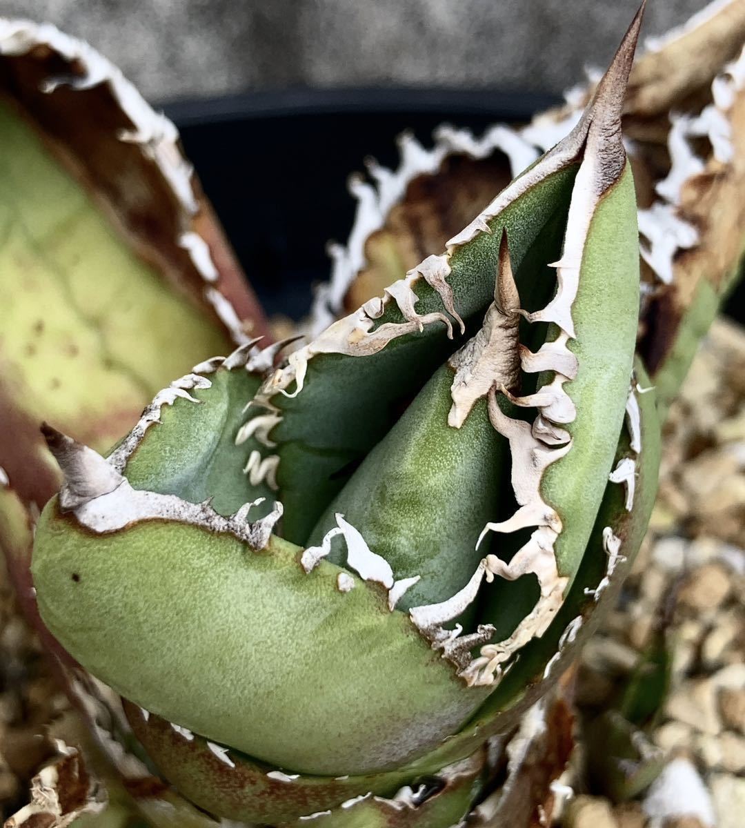 アガベ　オアハカオテロイ　オアハカ犀　チタノタ アガベ チタノタ オアハカ Agave titanota Oaxaca 14 | Mellow