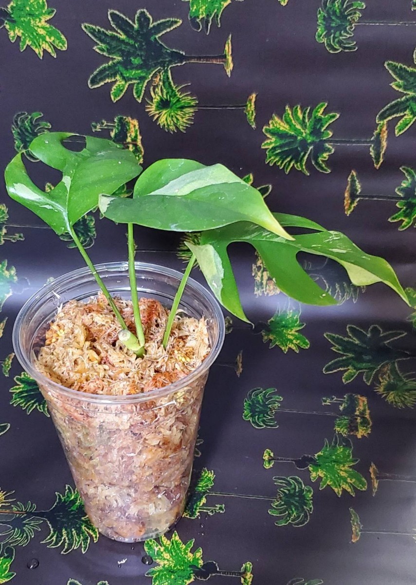 ラフィドフォラ テトラスペルマ パラゴン RaphidophoraTetrasperma