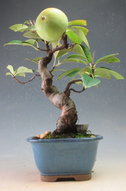 盆栽 姫カリン【現品 】（3978） 花梨（カリン） A2809☆かりん 花物実物類 中品 花梨 カリン 盆栽