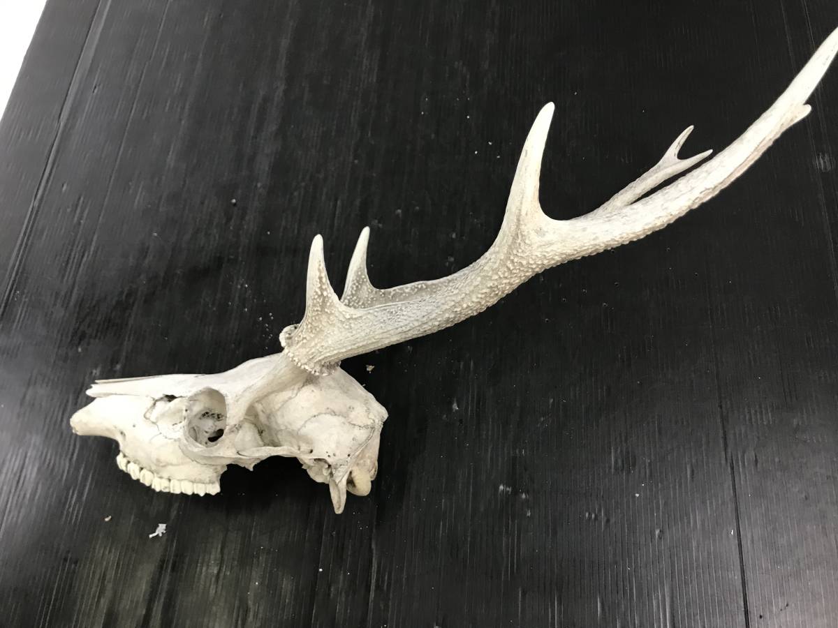 浜/鹿の角/頭骨付き/全長約60cm/置物/飾り/オブジェ/頭蓋骨/インテリア 