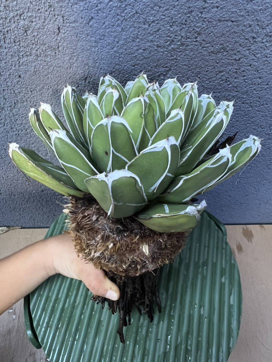 チョロQ｜トミカの絶版ミニカー買取ならケンボックス レア物多数 チョロQ