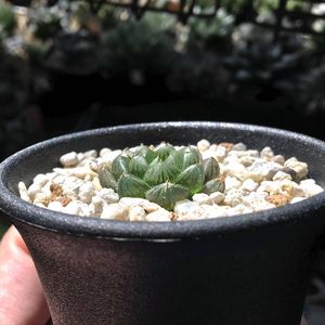 期間限定】【原種】 ハオルチア H. mcmurtryi GM272 多肉植物 期間限定