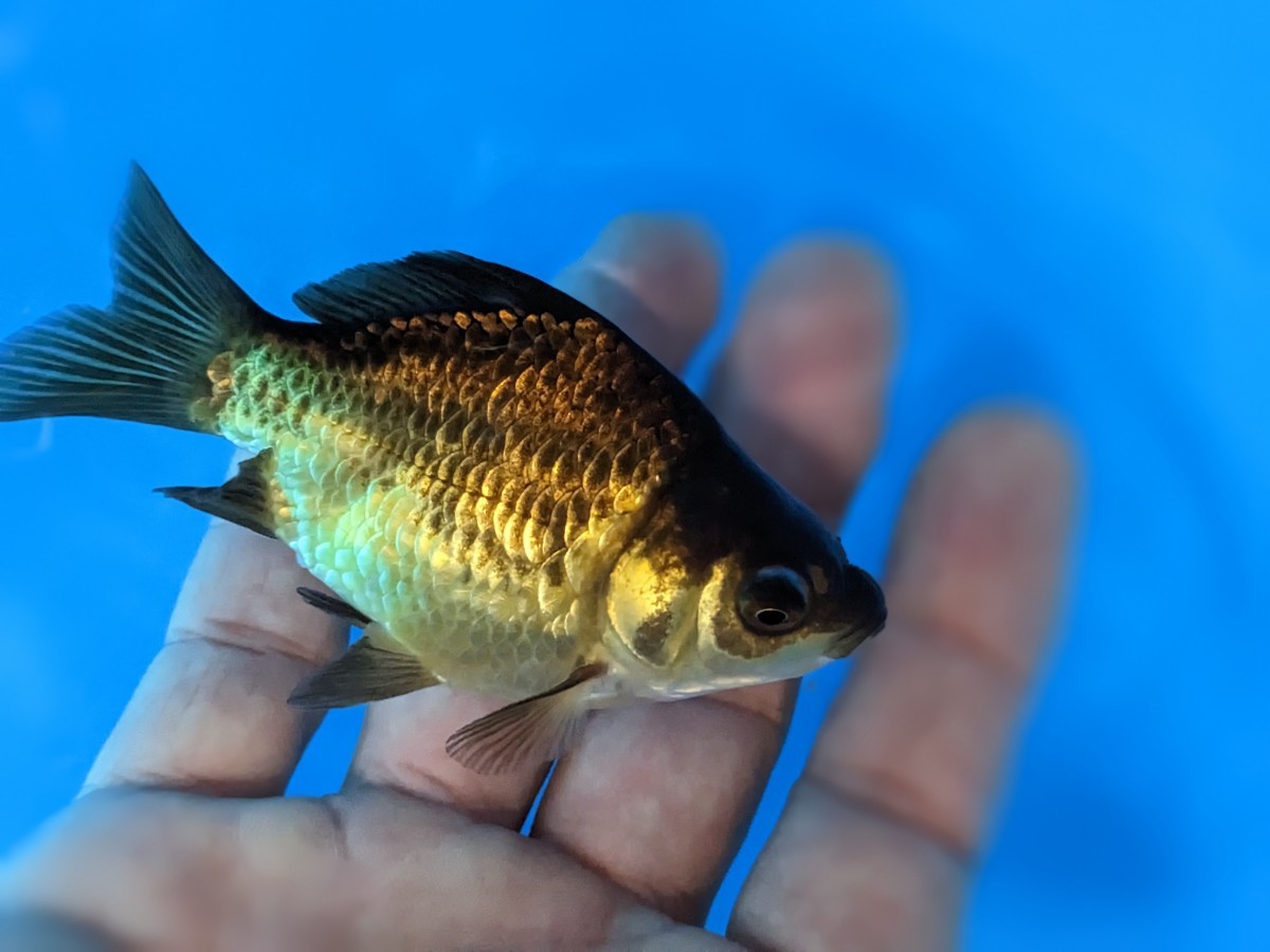 魅惑の玉〜黄金ドラゴンスケール玉サバ♪