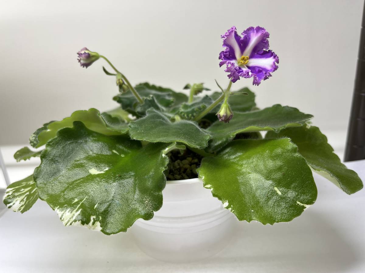 セントポーリア ザカズジョーゼット 初開花株 キメラ 希少品種