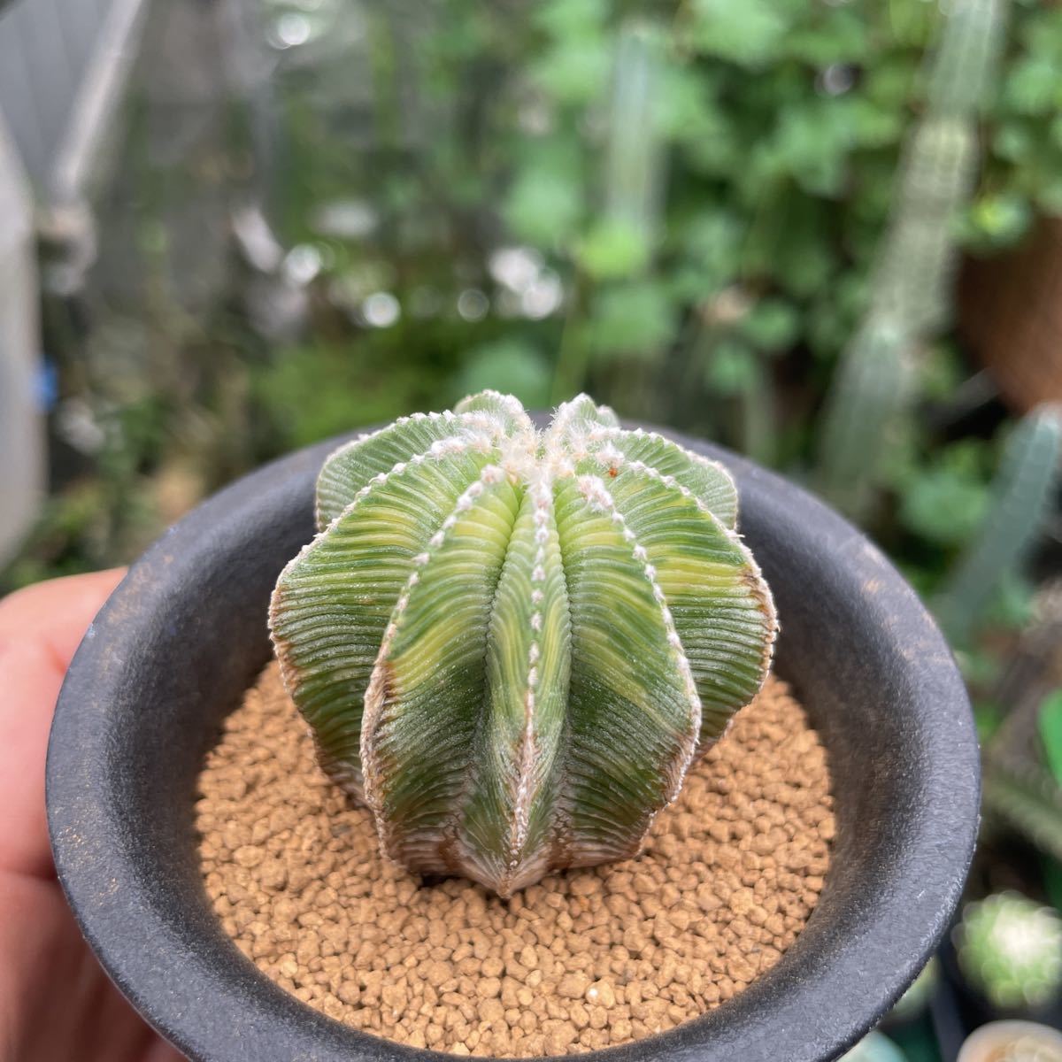 ヒントニー錦 極上班！！アズテキウム 花籠 【公式通販】