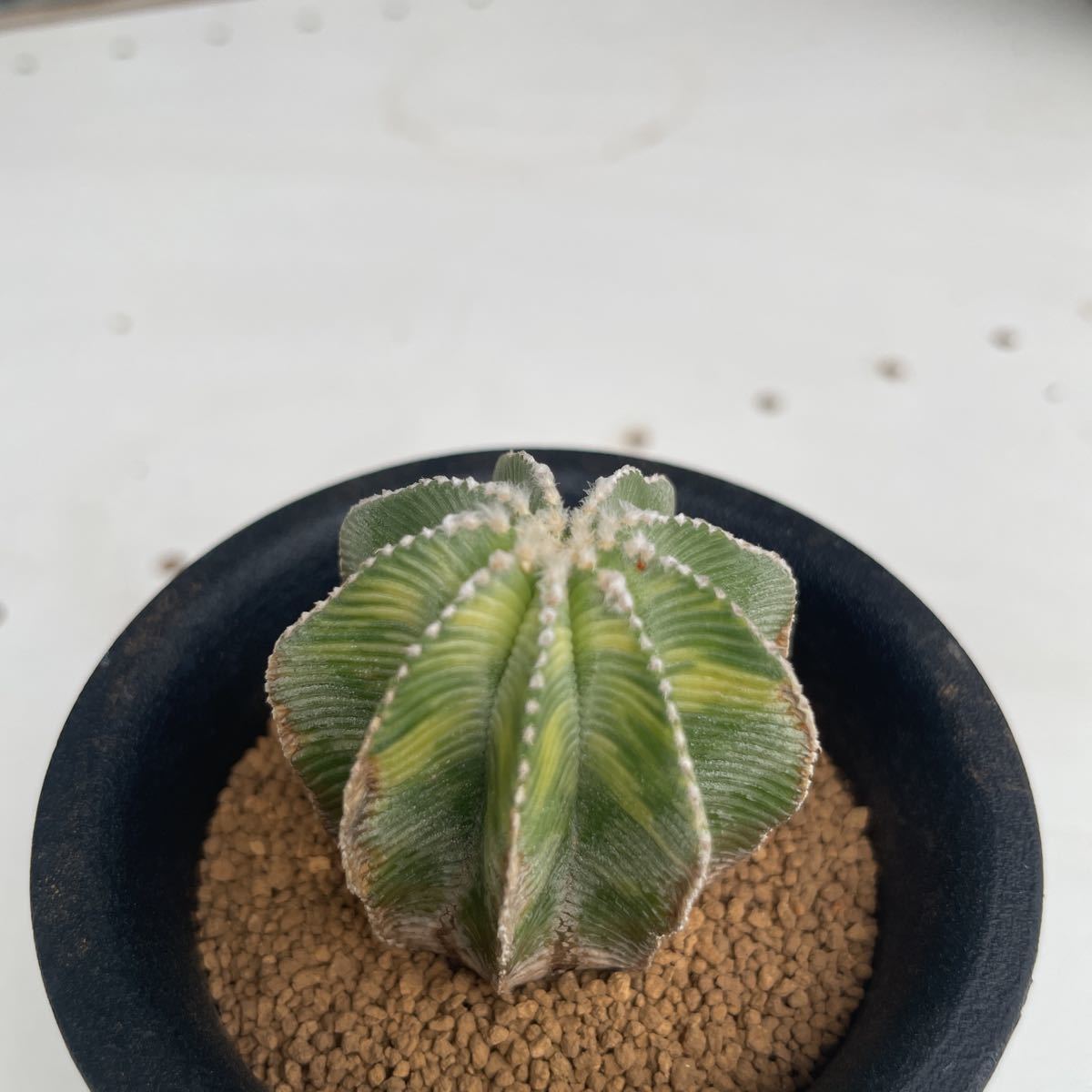 ヒントニー錦 極上班！！アズテキウム 花籠 【公式通販】