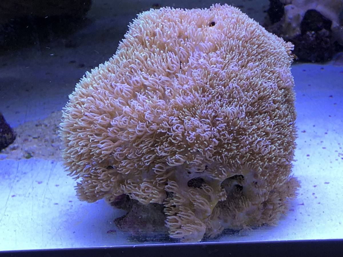 ＊サンゴ＊　Xスターポリプ８ｃｍ