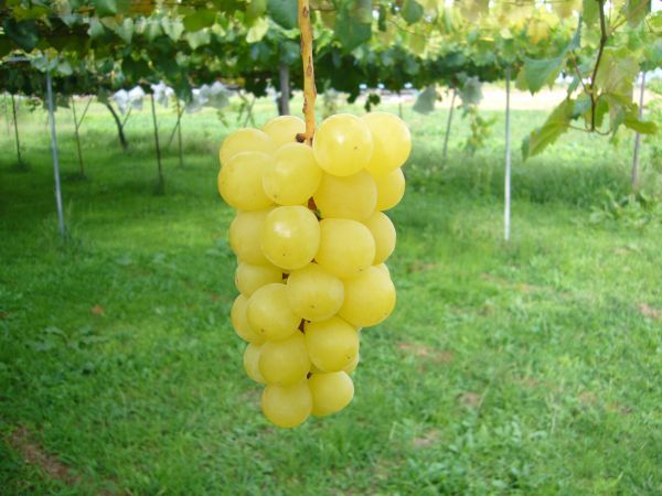 長野県産 ブドウ プレミアム シャインマスカット 2㎏ ♯3