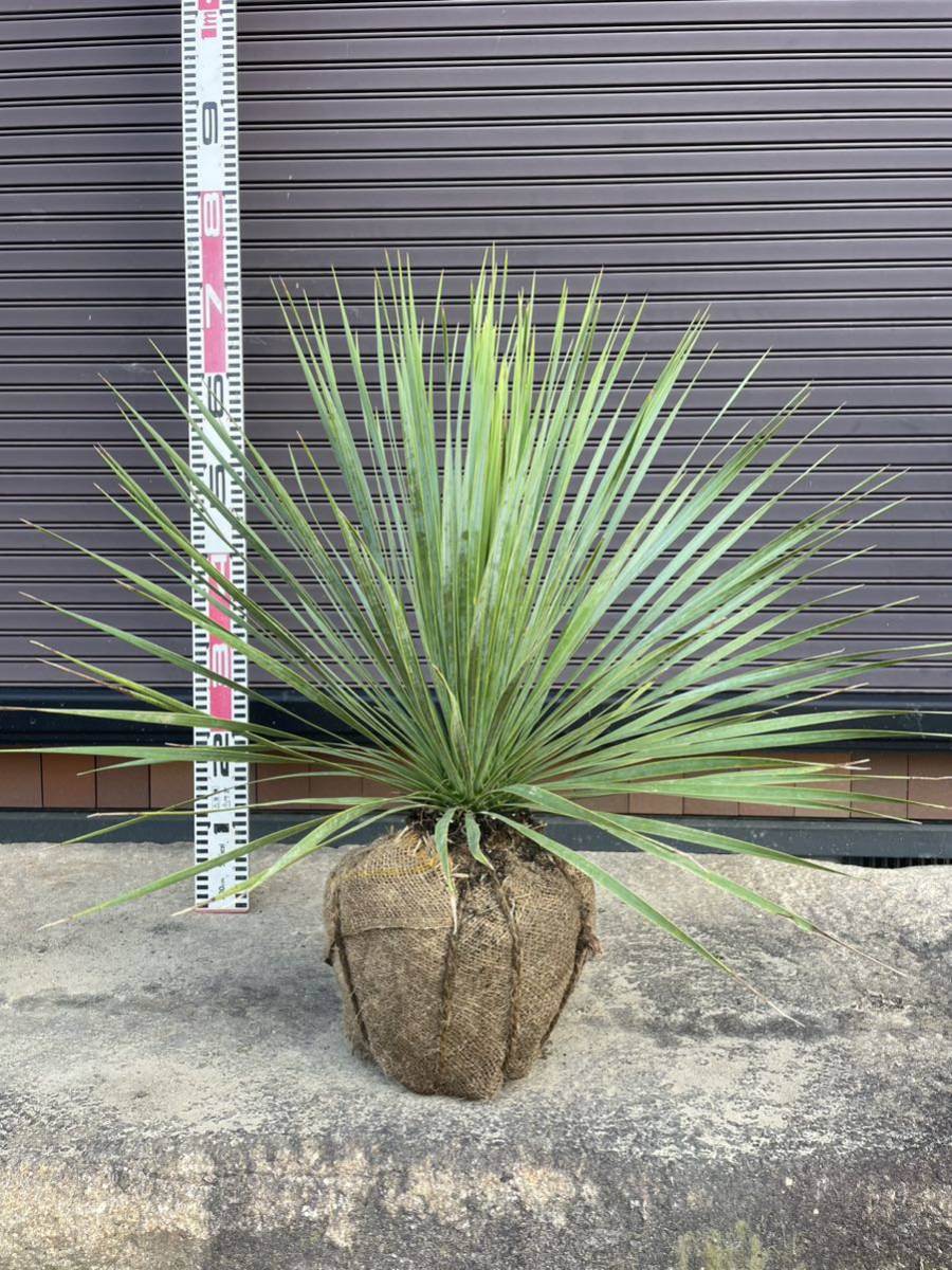 早いもの勝ち ユッカ・ロストラータ＊Yucca rostrata】2 【公式通販】