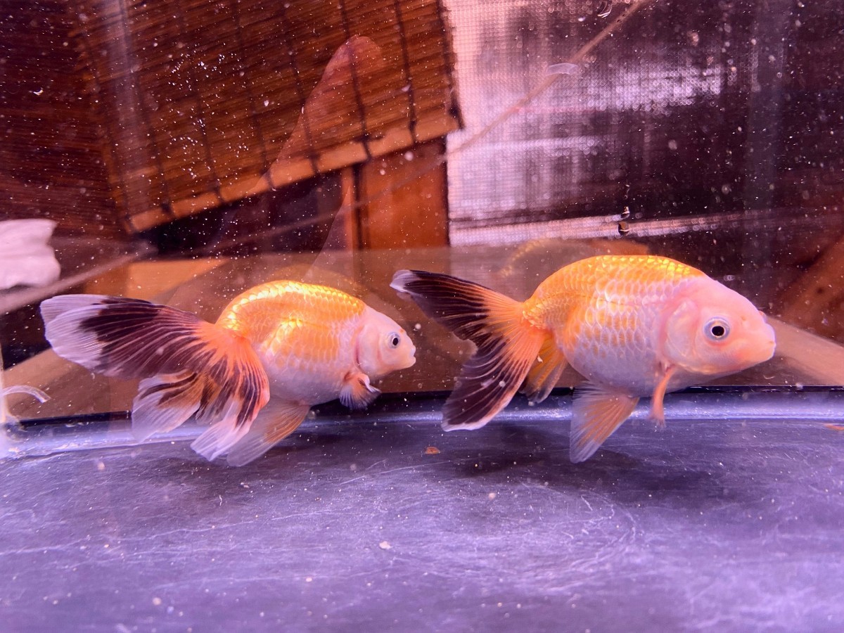 津軽錦　当歳　更紗鹿の子系2匹セット