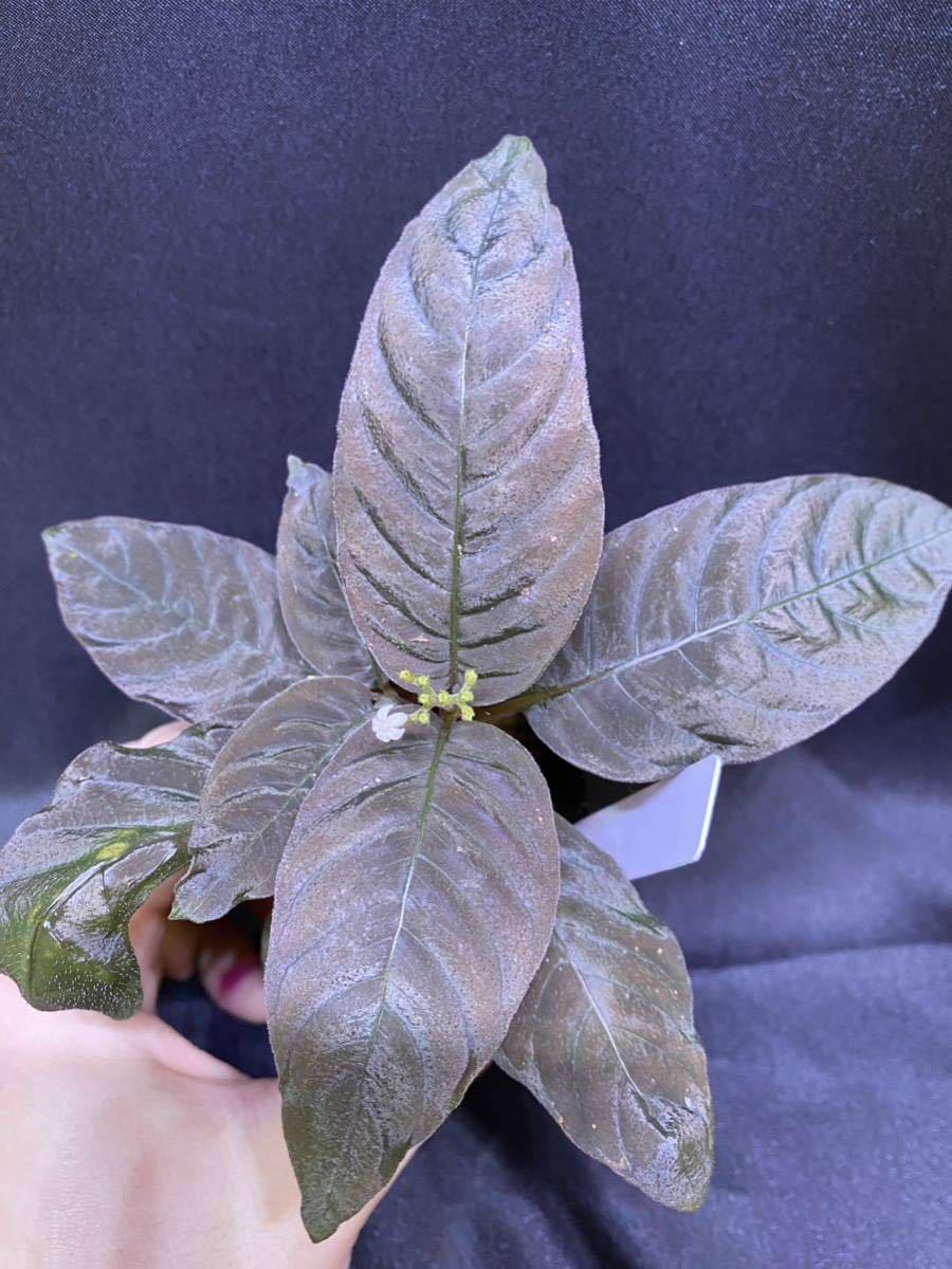 タグ付き】Homalomena sp. Papua Barat