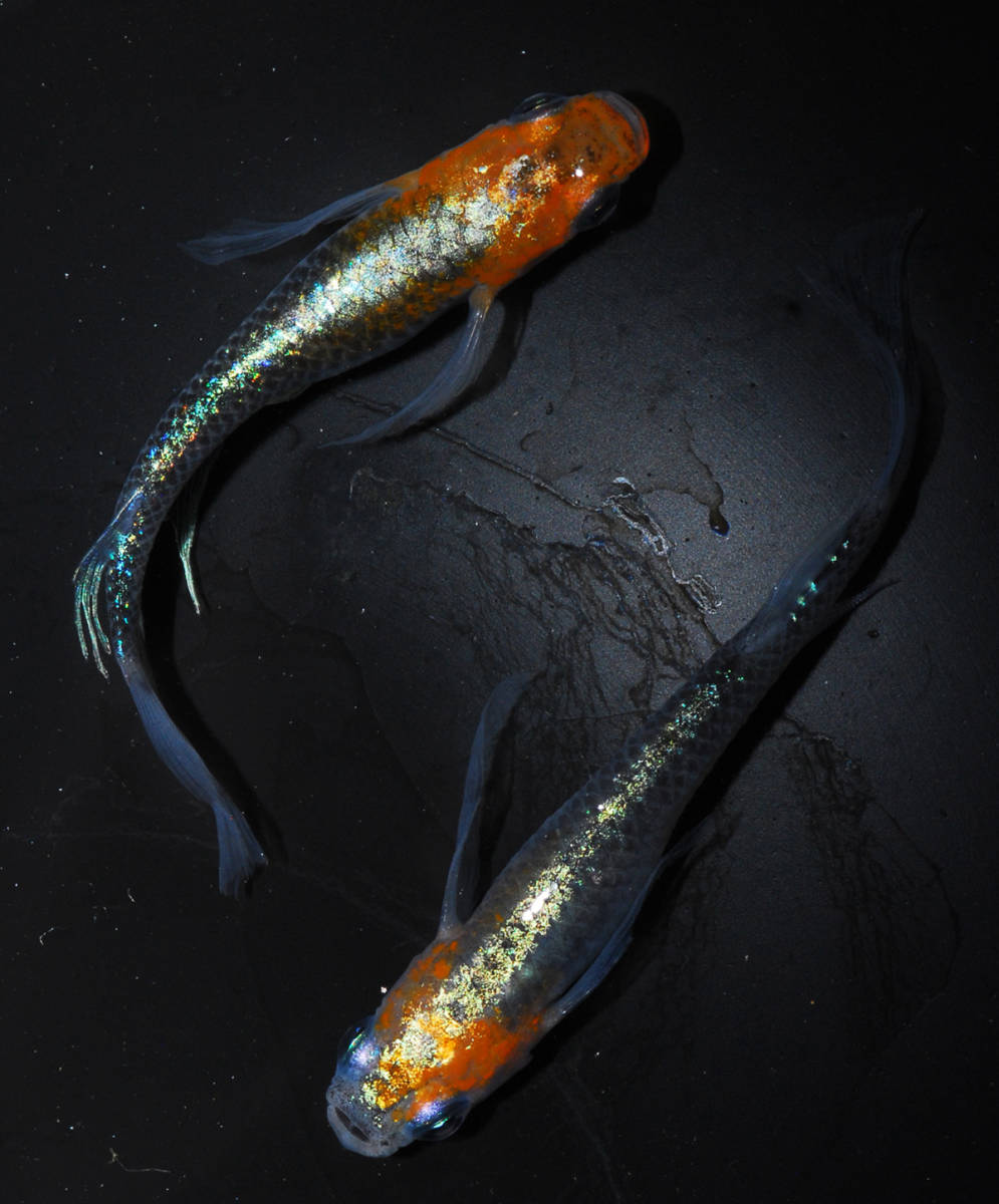 【MARIMOYA関東】煌 松井鰭長 １ペア めだか H-01