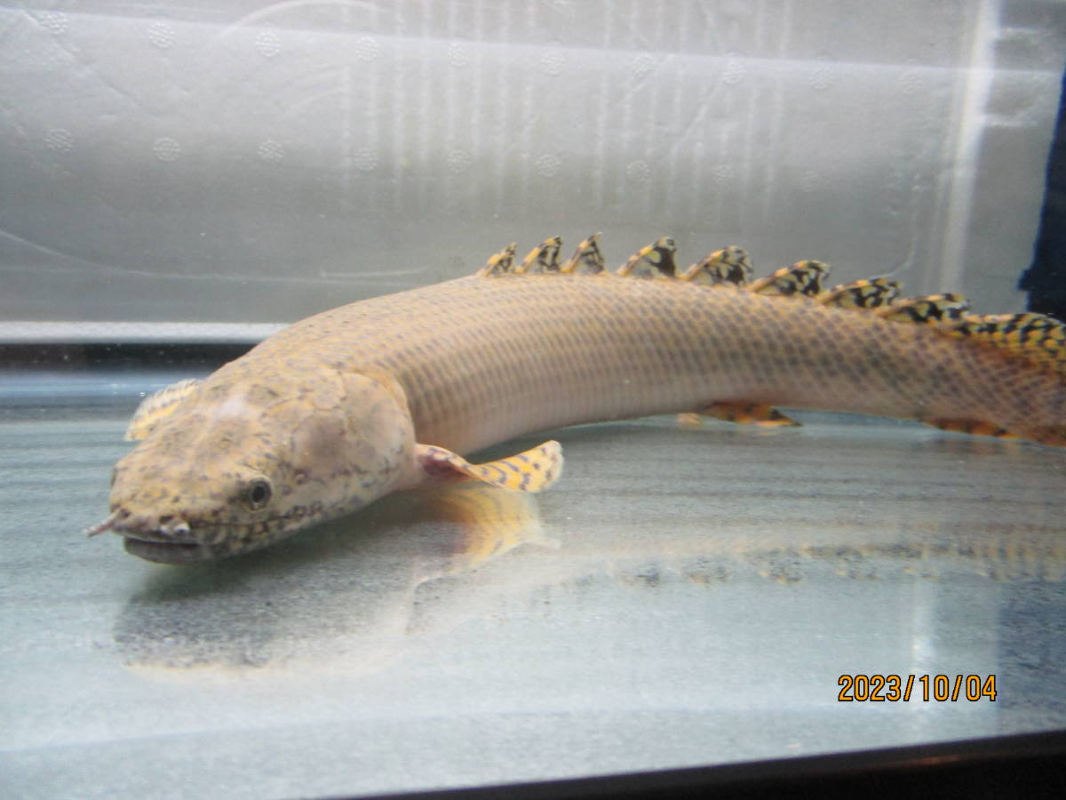ポリプテルス オルナティピンニス 35Cm± 【友希072】