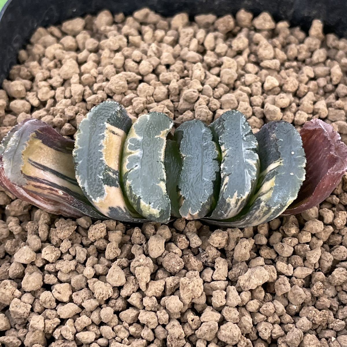 （≧∇≦）多肉植物 ハオルチア 玉扇　鬼岩城錦