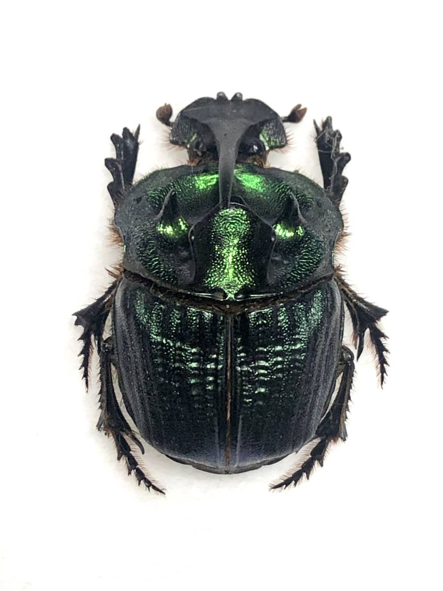 コガムシ 昆虫標本 （札幌発】ボナリエンシスニジダイコクコガネ 