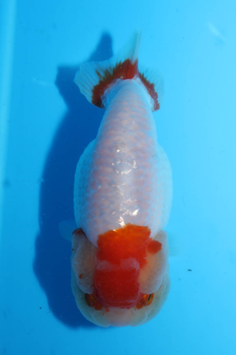 中国直接買付！建国記念日感謝祭！銀鱗丹頂兎11.5cm　同梱可　証明書発行　中国金魚　江戸錦　中国産らんちゅう『金魚大地』