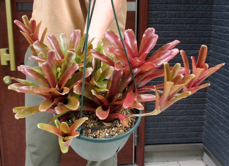 【現品】ネオレゲリア・リオ　オブ　リオ　リオオブリオ　7吊鉢　RN番