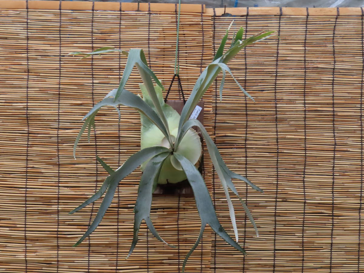 P. white hawk 　安心サイズ　ホワイトホーク　ビカクシダ　ajianjijii　アジアンジジイ