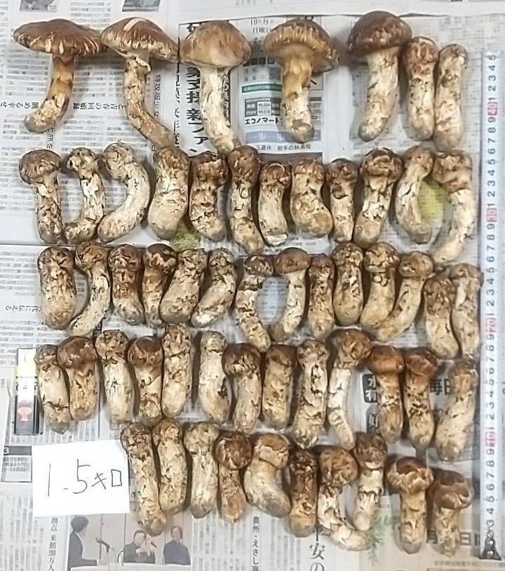 岩手県産 国産 松茸 マツタケ 約1500g 本日採取 10月8日 松茸 マツタケ