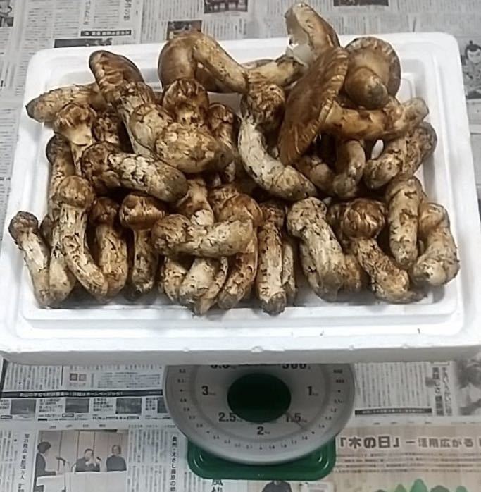 岩手県産 国産 松茸 マツタケ 約1500g 本日採取 10月8日 松茸 マツタケ
