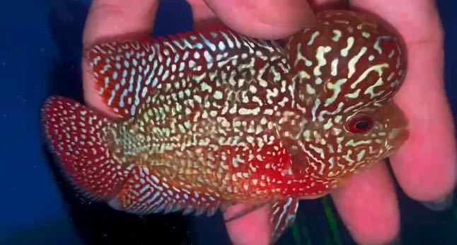 フラワーホーン 熱帯魚 9cm 雄