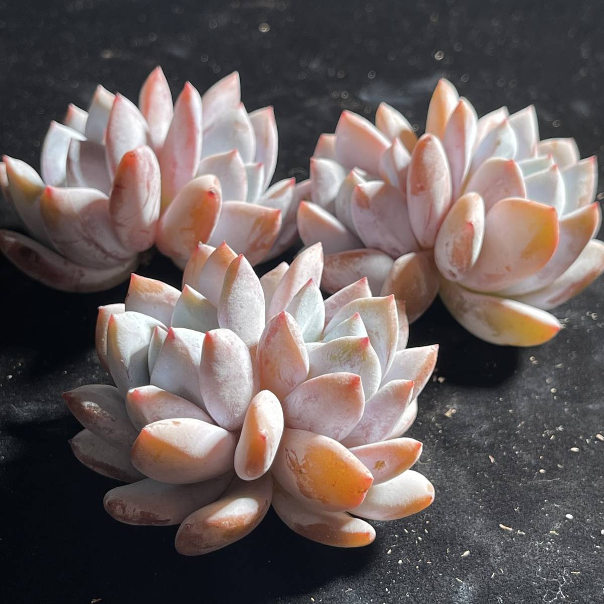 98-3　多肉植物 エケベリア　15株糖心雪天使　超美苗 サボテン 観葉植物 花 園芸　レア種