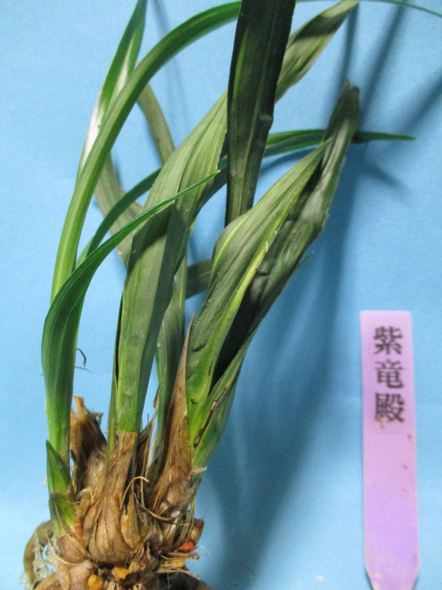 春蘭・寒蘭・中国春蘭・韓国春蘭・日本春蘭？正体不明葉変わり品種「紫