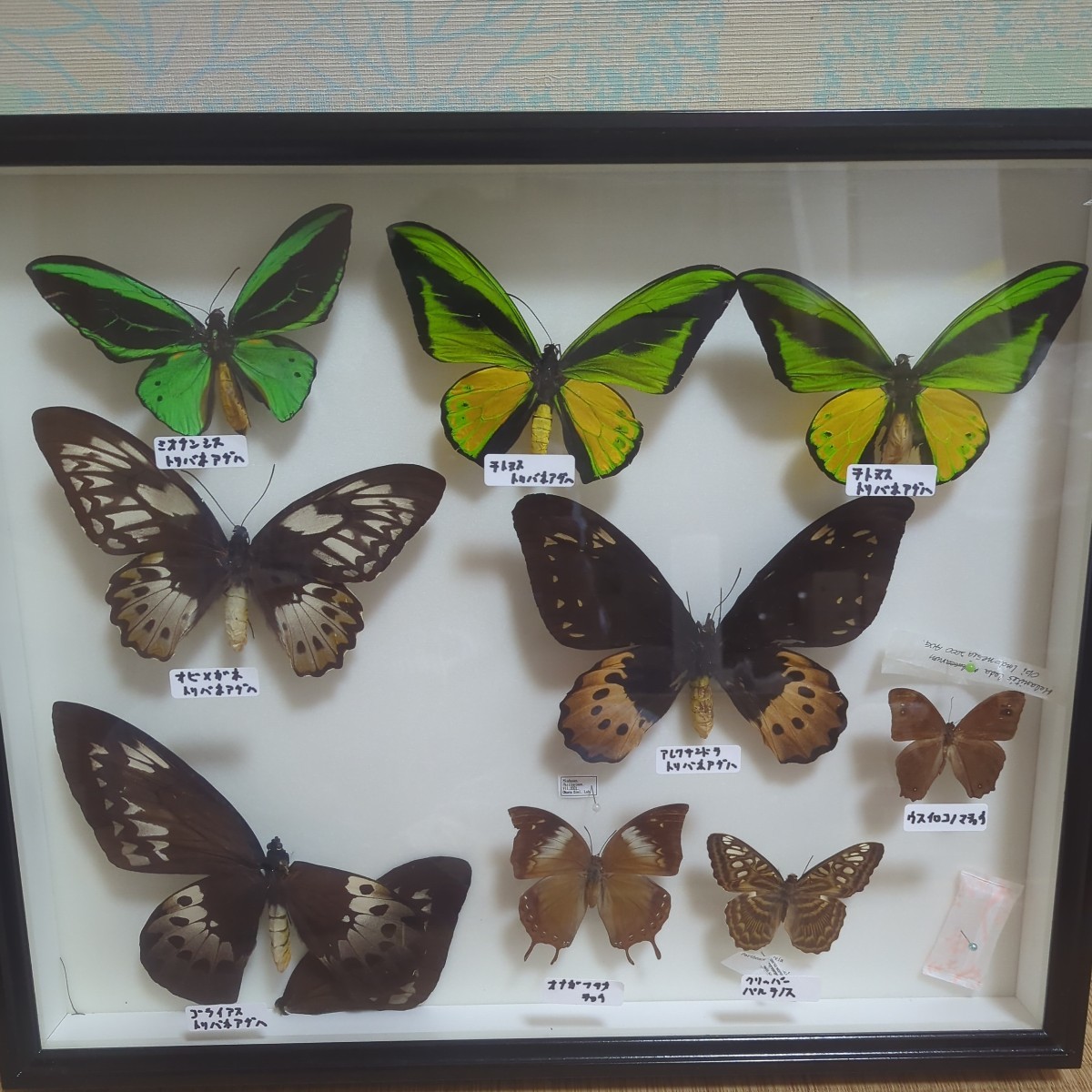 キシタアゲハ 9頭 キシタアゲハ 9頭 キシタアゲハ (Troides aeacus