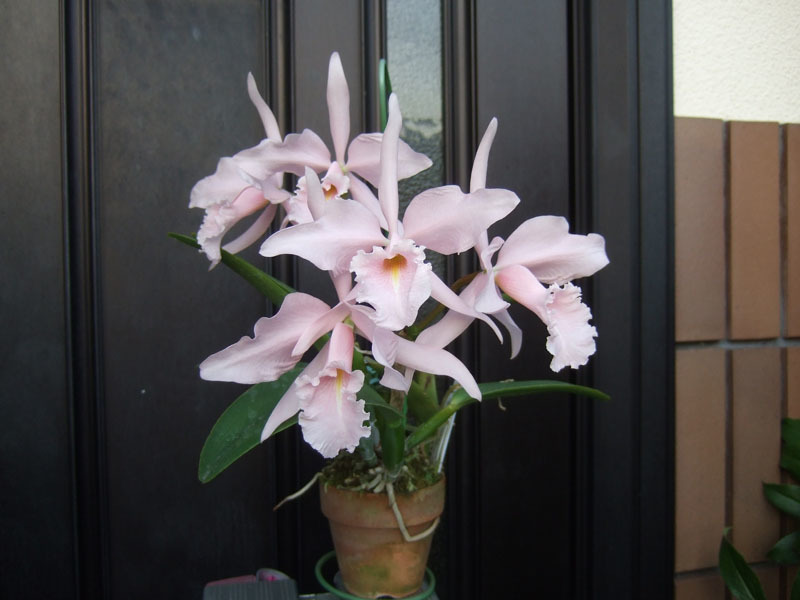 洋蘭原種　C.maxima carnea ‘Elegant Lady’