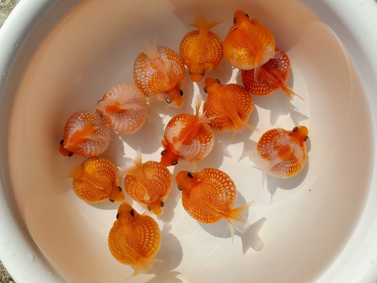 透明鱗！国産★ピンポンパール☆10匹★約6.5cm★当歳☆上質★丈夫☆金魚★観賞魚☆まん丸遺伝子★可愛い！飼育！カラフル☆アクアリウム