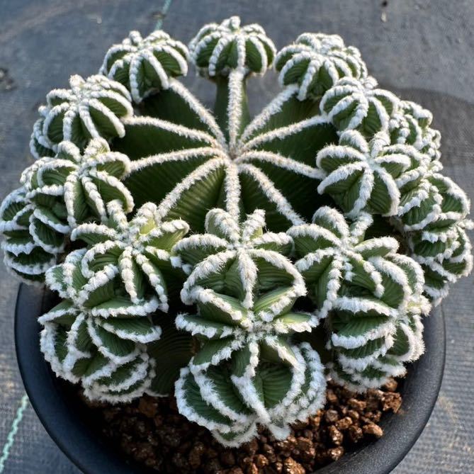 ヒントニー Aztekium hintonii サボテン Aztekium hintonii サボテン