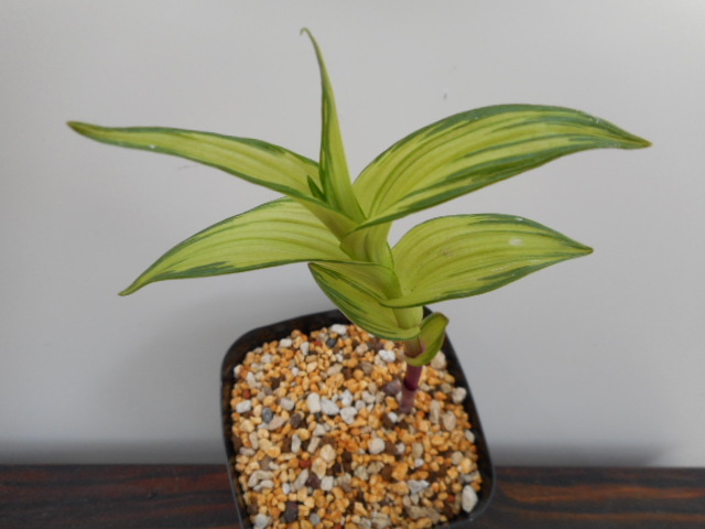 山野草★★増殖苗斑入りカキラン２★★