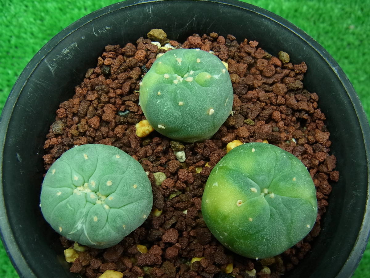 実生 サボテン 公式通販 銀冠玉 多肉植物 綴化 | Lophophora 烏羽玉