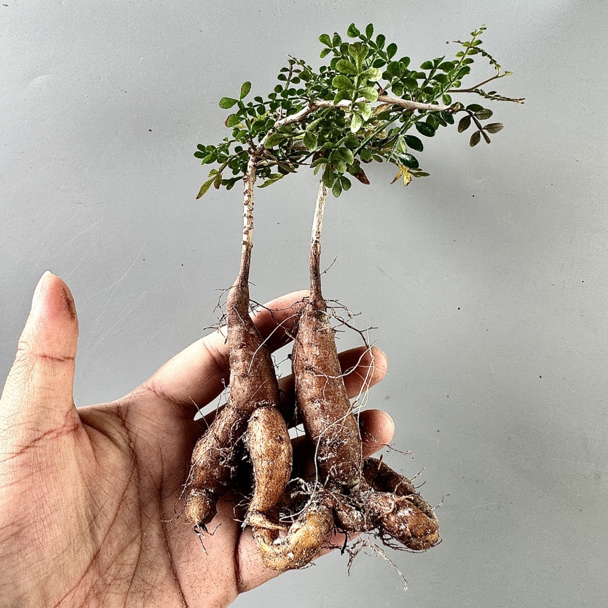 SS9 多肉植物 アガベ オペルクリカリア パキプス／Operculicarya pachypus 正規品です発根済 Sクラスは希少株 極上美株2株同梱