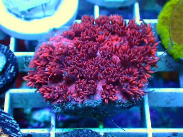 【Aqua h】ハナガササンゴ＊レッド