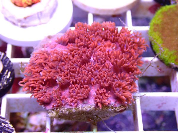 【Aqua h】ハナガササンゴ＊レッド