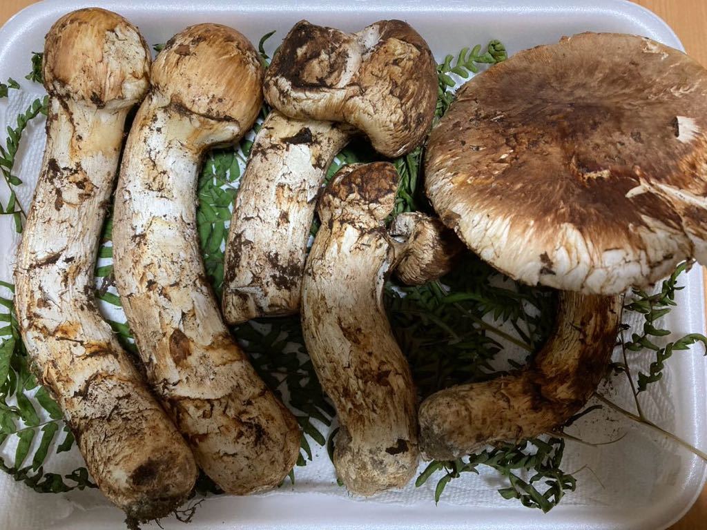 本日18時迄10⁄24朝採れ173g 信州産松茸 29 クール便対応