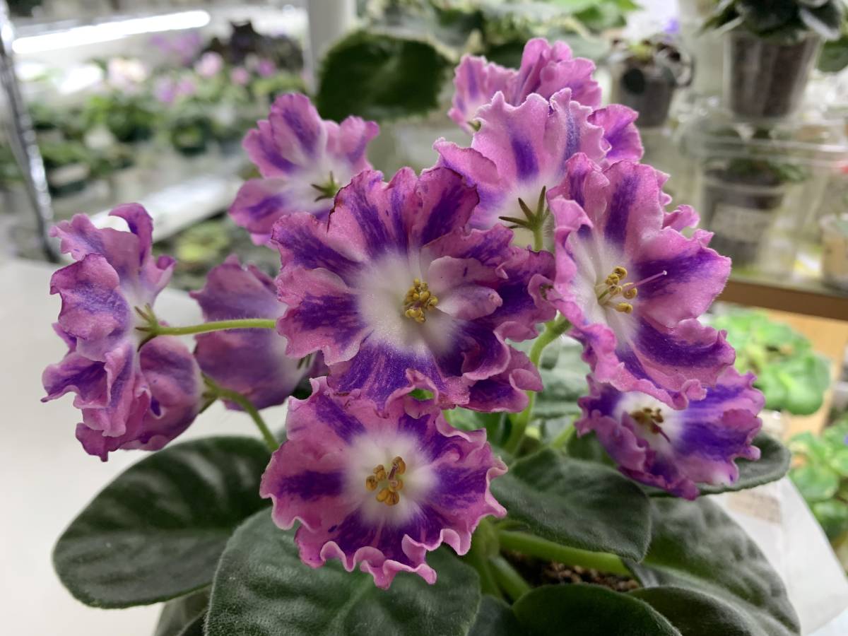 セントポーリア　　　ピンカ　開花株