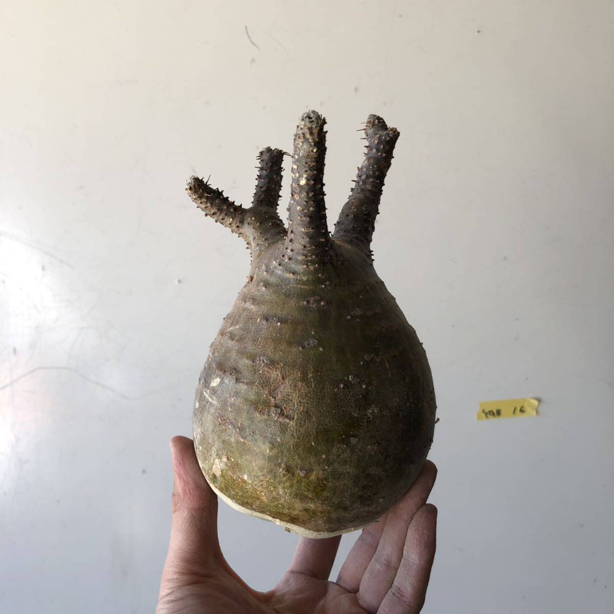 グラキリス ベアルート ［G16］パキポディウム マダガスカル 塊根植物 コーデックス パキプス 現地球