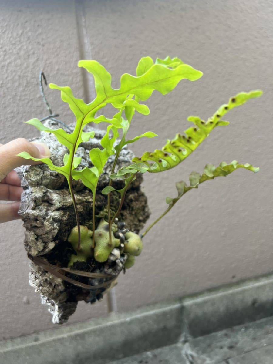 Lecanopteris Tatsuta レカノプテリス タツタ シダ アリ植物