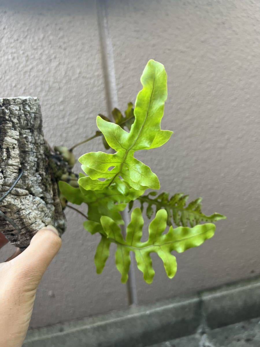 Lecanopteris Tatsuta レカノプテリス タツタ シダ アリ植物