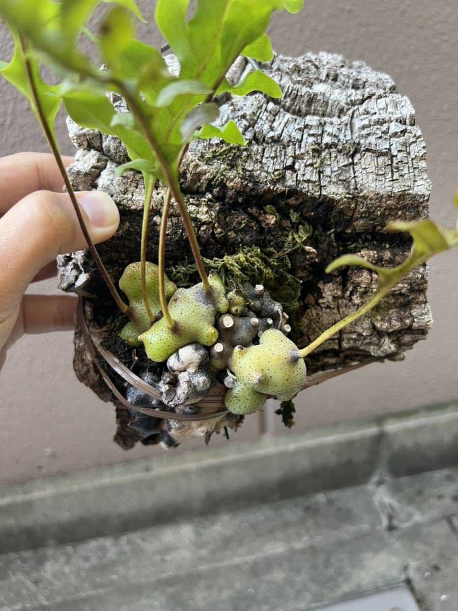 Lecanopteris Tatsuta レカノプテリス タツタ シダ アリ植物