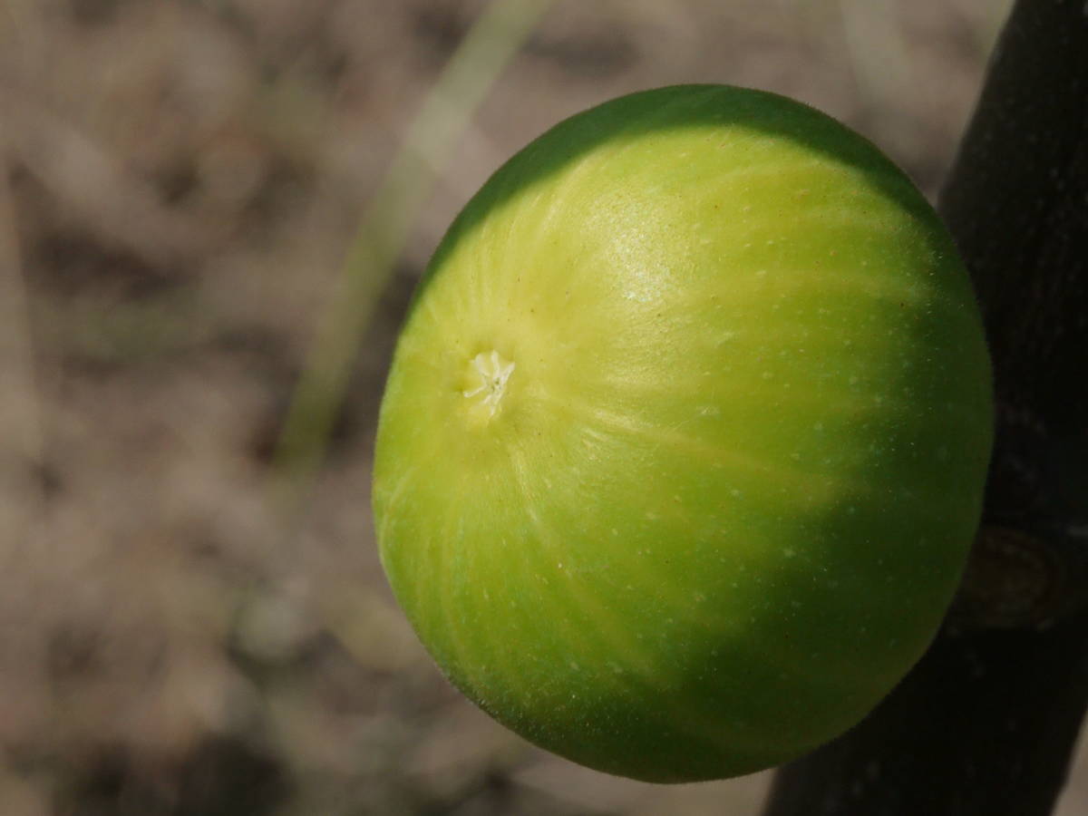 O-258★Deanna★　イチジク（無花果）★_2