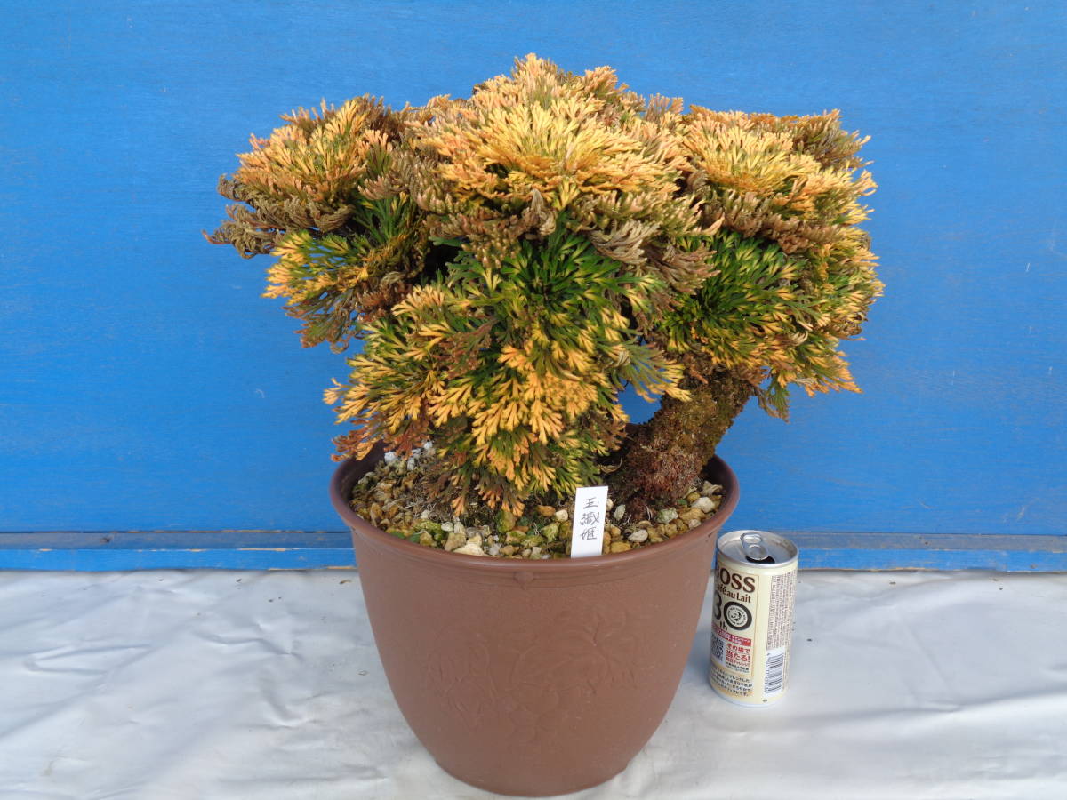 三河黒松 豆盆栽 樹高9cm 【公式通販】