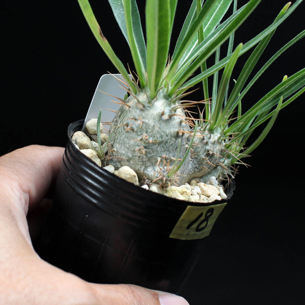 パキポディウム グラキリス18 Pachypodium gracilius 自家採種実生株