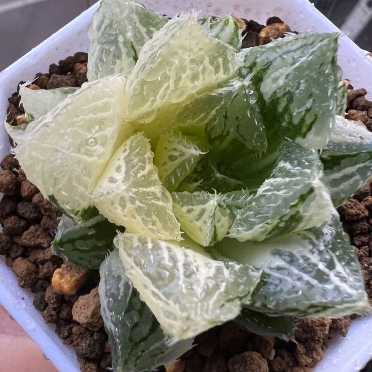 ≧∇≦）多肉植物 ハオルチア アトロフスカミュータント錦 宝蓮灯