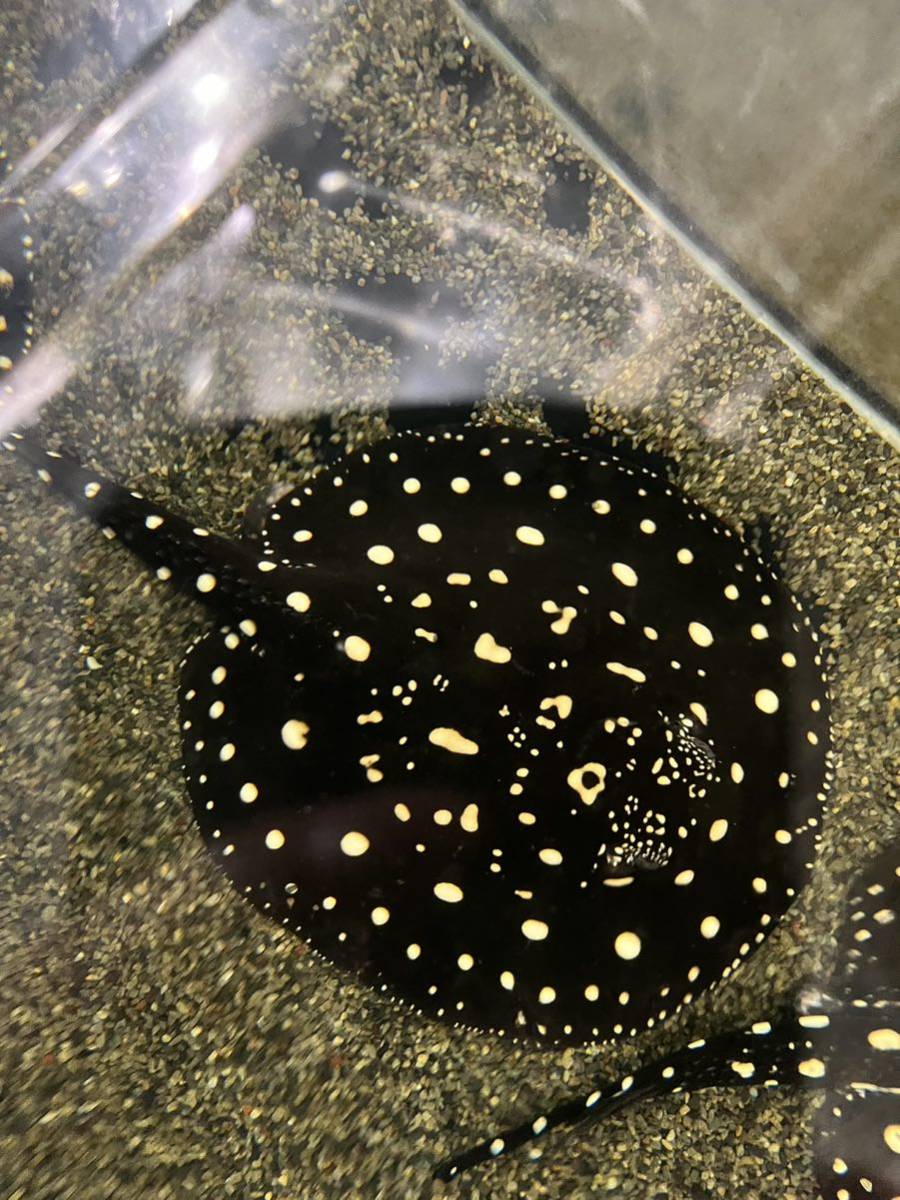 メス！ダイヤモンドポルカ！即戦力！体盤45センチ±