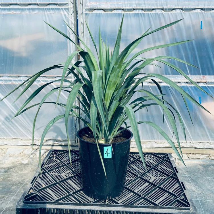 ④希少ユッカ ペンデュラ 検)観葉植物 ドライガーデン ロストラータ 